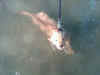 Drake swim.jpg (57995 bytes)