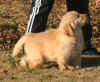 Eros 8 weeks 3.jpg (415535 bytes)
