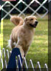 Finn on the move.jpg (299896 bytes)
