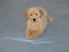 Luca 10 weeks.JPG (27733 bytes)