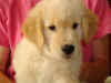 Luca 9 weeks.JPG (33883 bytes)
