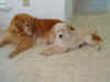 Luca Best Buddies.JPG (37123 bytes)