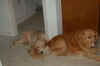 Luca Furry Pillow.JPG (112185 bytes)