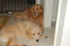 Luca Just Hanging Out.JPG (108993 bytes)