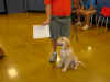 Luca Puppy School Grad.JPG (117101 bytes)
