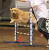Lucy jump.jpg (612250 bytes)