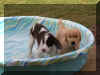 Ty in Pool 014 (2).jpg (911369 bytes)